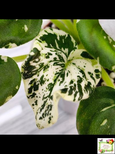 LV-Зюзя (Л. Шевелева) 2025 г. трейлер (клакамас пестролистный)