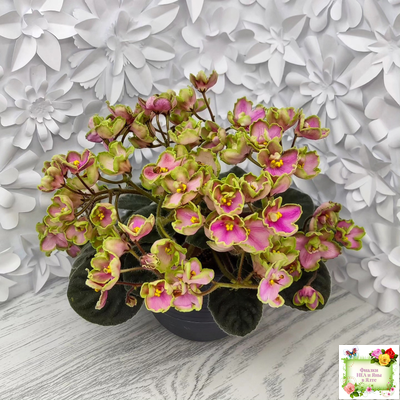 ЛЕ-Ярита (Е.Лебецкая) 2016 г.