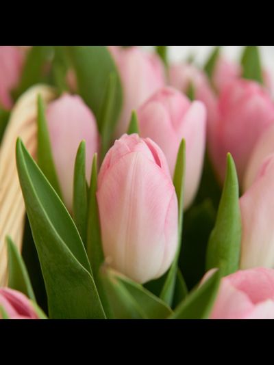 51 тюльпан в корзине