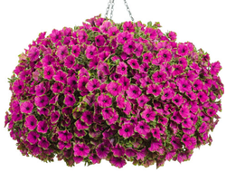 ПЕТУНИЯ АМПЕЛЬНАЯ ДВУЦВЕТНАЯ КАСАДИАС ПАТАЙА В КАШПО 4 ЛИТРА