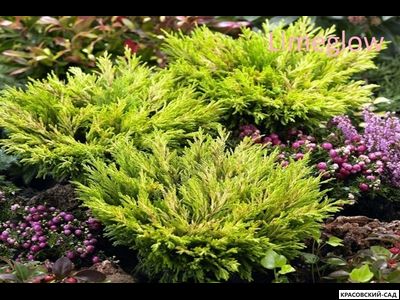 Можжевельник горизонтальный Лайм Глоу