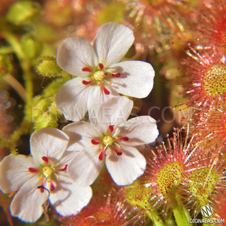 Drosera "Sidjamesii"