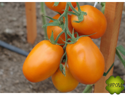 ТОМАТ "ОРАНЖЕВЫЙ ПАПА" (100 см, 150г) СЕМЕНА ФИРМЫ ПАРТНЕР