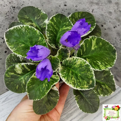 КНН-Крокус (Н. Куриленко) 2022 г. (лист с детками посажен 23.07.25)