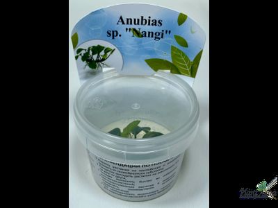 Анубиас Нанги (меристемный)