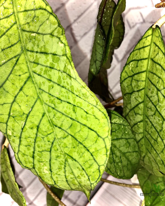 Hoya sp . Sabah (EPC-961)