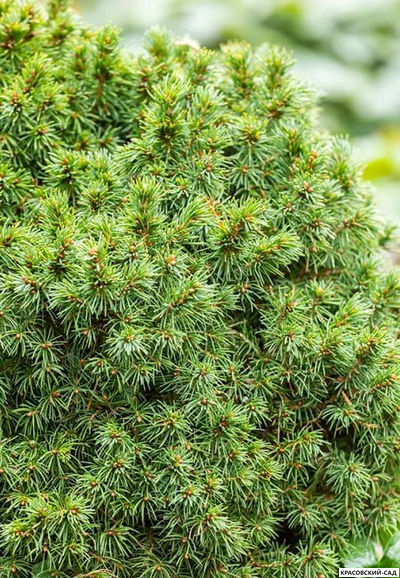 Ель сизая Альберта Глоб фото в ландшафте - красовский-сад.рф