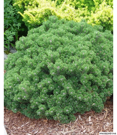 Сосна Шервуд Компакт - Sherwood Compact