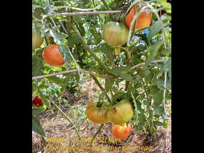 Томат Полосатые конфеты Уолтера (Walter’s Candy Stripes)