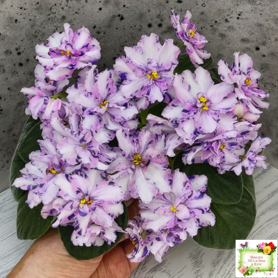 МК-Ветер Перемен (М. Карпова) химера стандарт (стартер сорт)