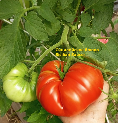 Томат Сицилийское блюдце (Sicilian Saucer, Италия)