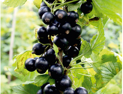 Ажурная (смородина черная)