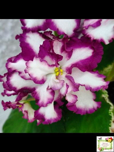 ВаТ-Волшебная Сказка (Т.Валькова) 2019 г.