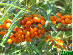 Облепиха "Жемчужница"