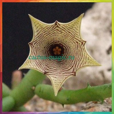 Huernia leachii