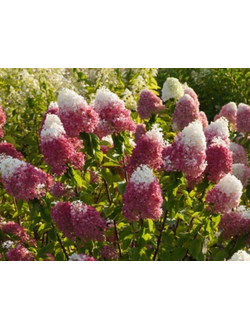Гортензия Стоуберри блоссом (Strawberry Blossom)