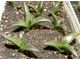 Haworthia venosa ssp.tessellata - укорененная детка