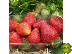 КЛУБНИКА "ДУКАТ" (СР.-ПОЗДНЯЯ, СЛАДКАЯ, НЕПРИХОТЛИВА)