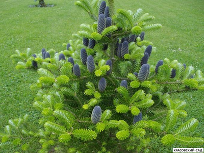 Пихта корейская - Abies koreana