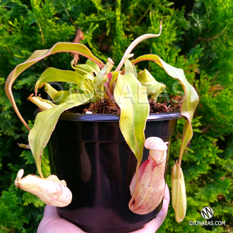 Nepenthes Hybrid Bicalcarata X Mira - Непентес гибридный Бикалкарата Х Мира