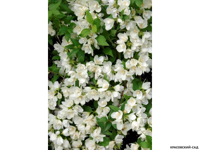 Чубушник Манто д'Эрмин