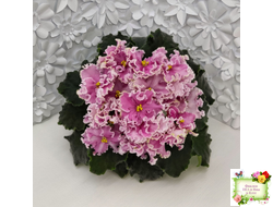 НД-Ливадия (Н. Данилова-Суворова) 2020 г.