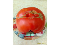 Томат Клара (Klara, Испания)
