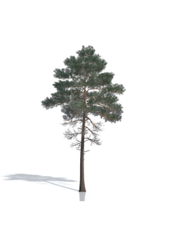 Хвойные деревья