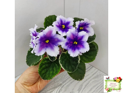 РС-Успех (С.Репкина) 2019 г.