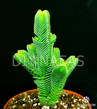 Crassula pyramidalis