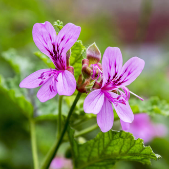 Герань (Pelargonium graveolens), цветки (5 мл) - 100% натуральное эфирное масло