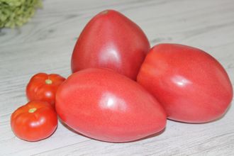 Rosii Giant inima de bivol Roz Opal