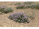 Зизифора пахучковидная (Ziziphora clinopodioides) Иран, 5 мл - 100% натуральное эфирное масло