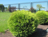 Туя западная Голден Глоб (Thuja occidentalis Golden Globe) 5л