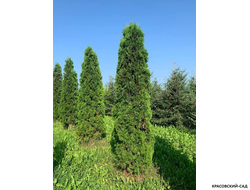 Туя Малониана