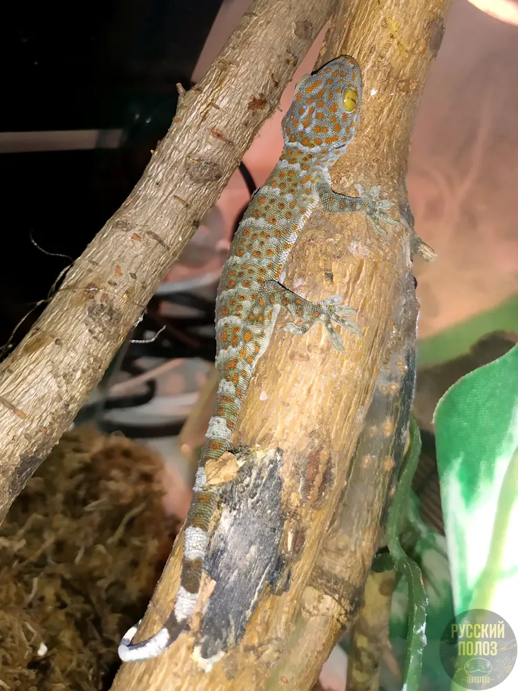 Геккон Токи, Gekko gecko