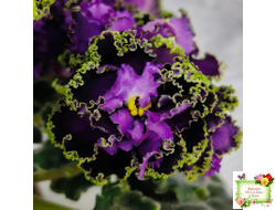 АВ-Гром и Молнии (Фиалковод) 2019 г.