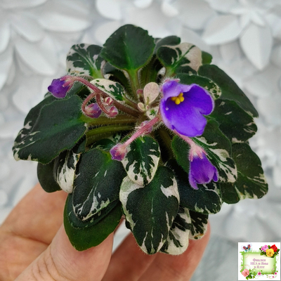 Н-Синий Лён (Н. Бердникова) 2015 г. трейлер