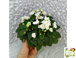 ЛЕ-Жемчужинка (Е. Лебецкая) 2018 г. трейлер