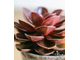 Echeveria Red Ruby -  Эчеверия Рубиново-Красная, Эхеверия Красный Рубин