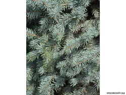 Ель Супер Блю Сидлинг - Super Blue Seedling