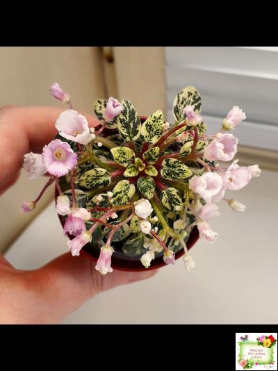 Precious Pixie (S.Sorano)