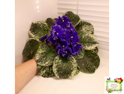 ЛЕ-Демо (Е. Лебецкая) 2014 г.