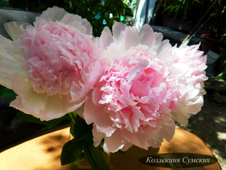 Пион Angel Cheeks (Энджел Чикс) ангельские щечки