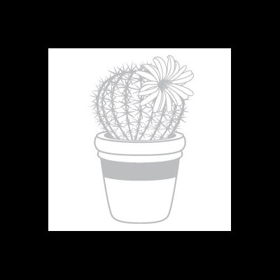 ФП штамп "Кактус" 3