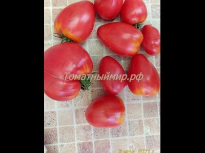 Томат Воловье сердце розовое (Volovsko srce pink)