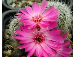 Sulcorebutia tarabucoensis ssp.hertusii LH 892 - 5 семян