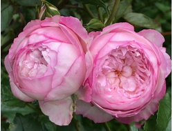 Зе Милл он зе Флосс (The Mill on the Floss)