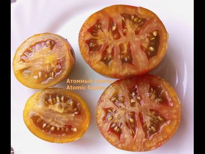 Томат Атомный синтез (Atomic fusion), США