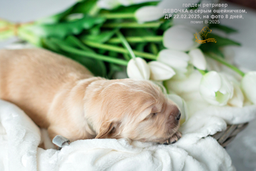 Девочка с СЕРЫМ ошейничком, 8 дней